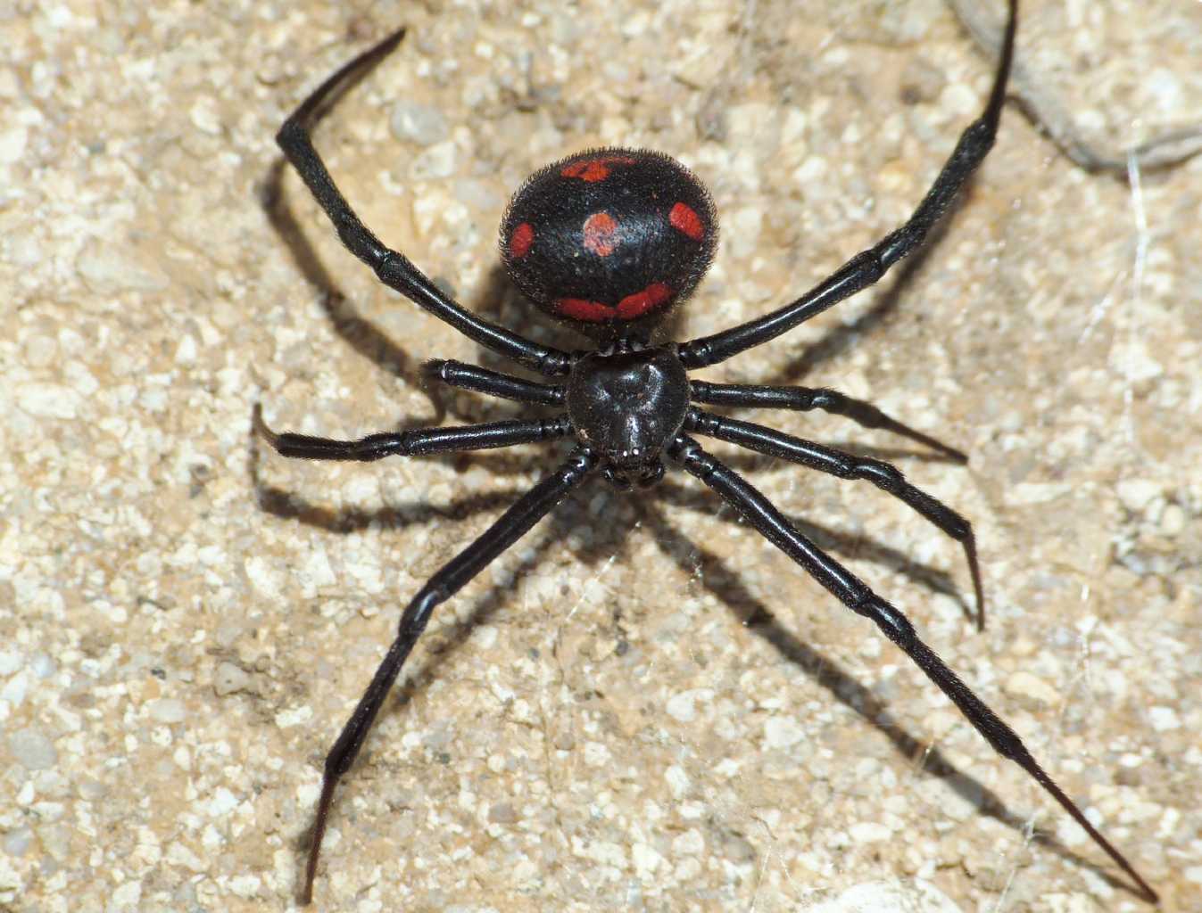 Latrodectus vivo e morto